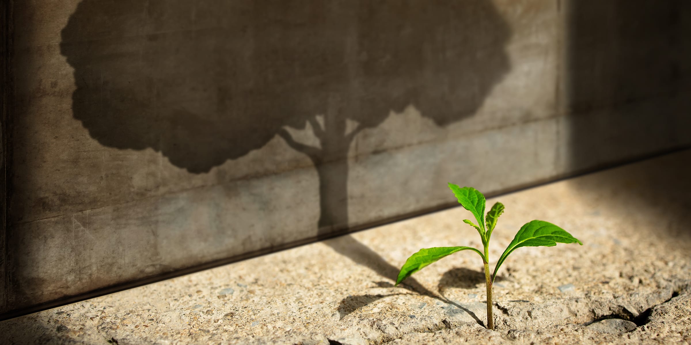 Small plant casting a shadow of a tree representing potential growth